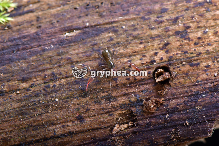 Pseudoscorpion x2 - gryphea.com